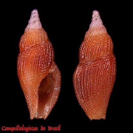 Thelecythara mucronata