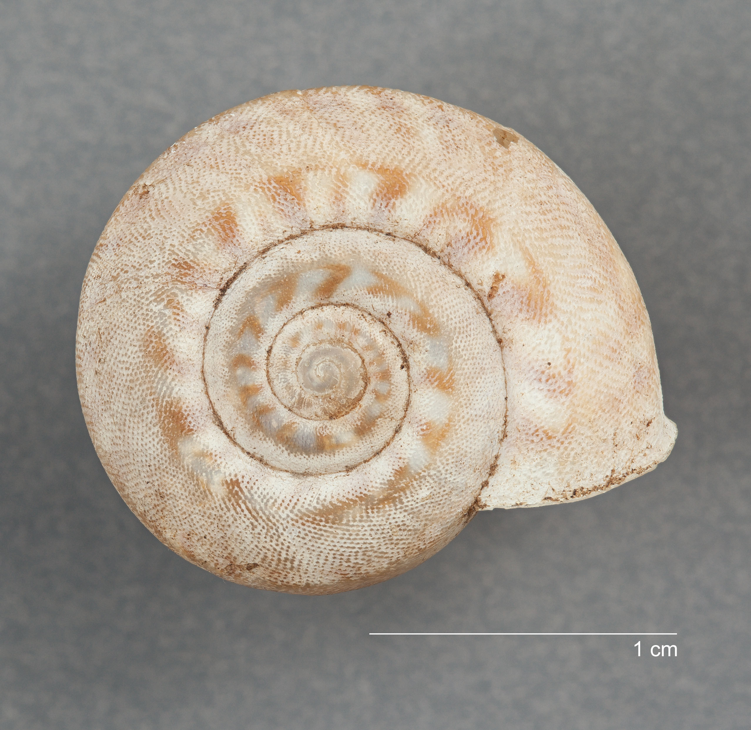 Solaropsis angulifera F. Haas, 1955