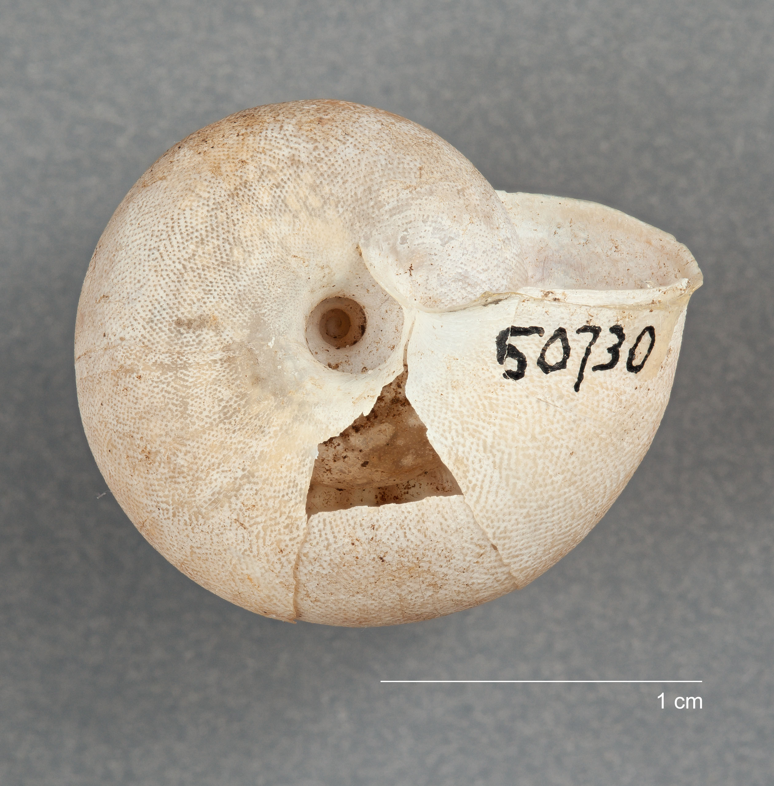 Solaropsis angulifera F. Haas, 1955