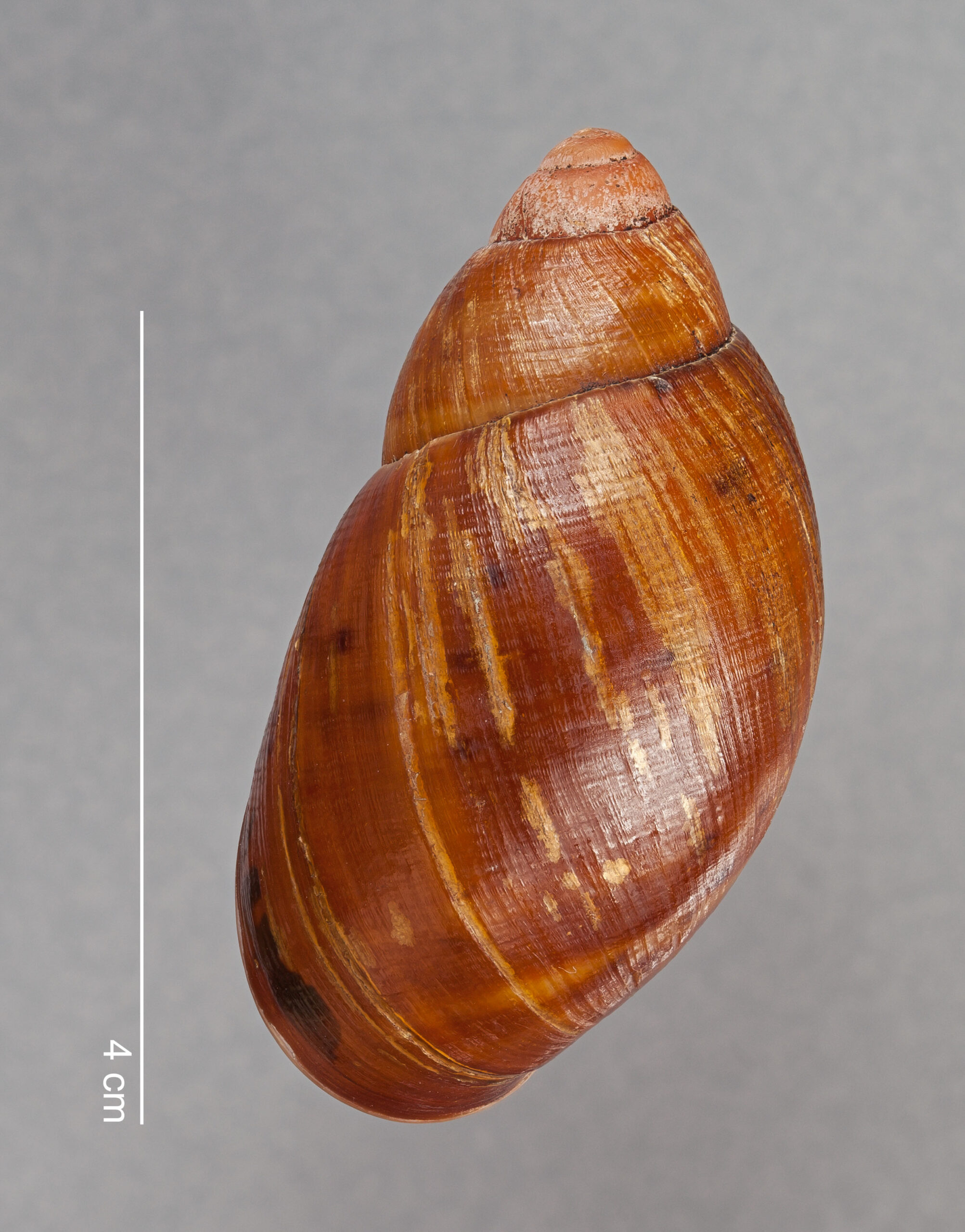 Plekocheilus mundiperditi F. Haas, 1955 FMNH HOLOTYPE