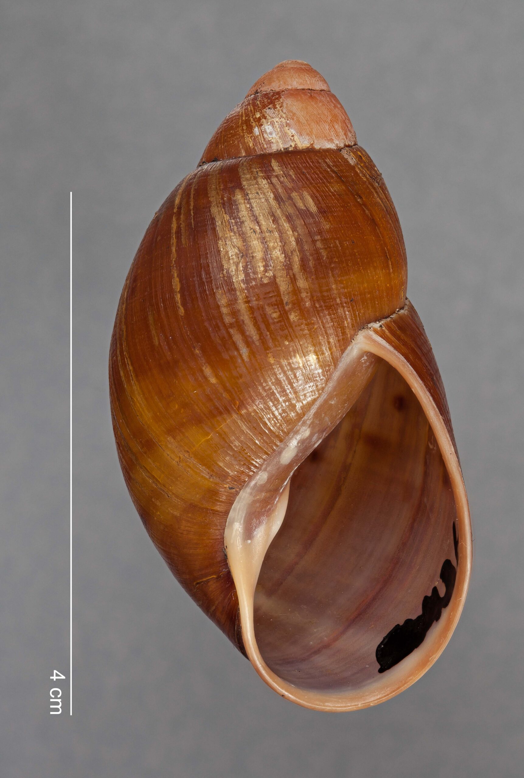 Plekocheilus mundiperditi F. Haas, 1955