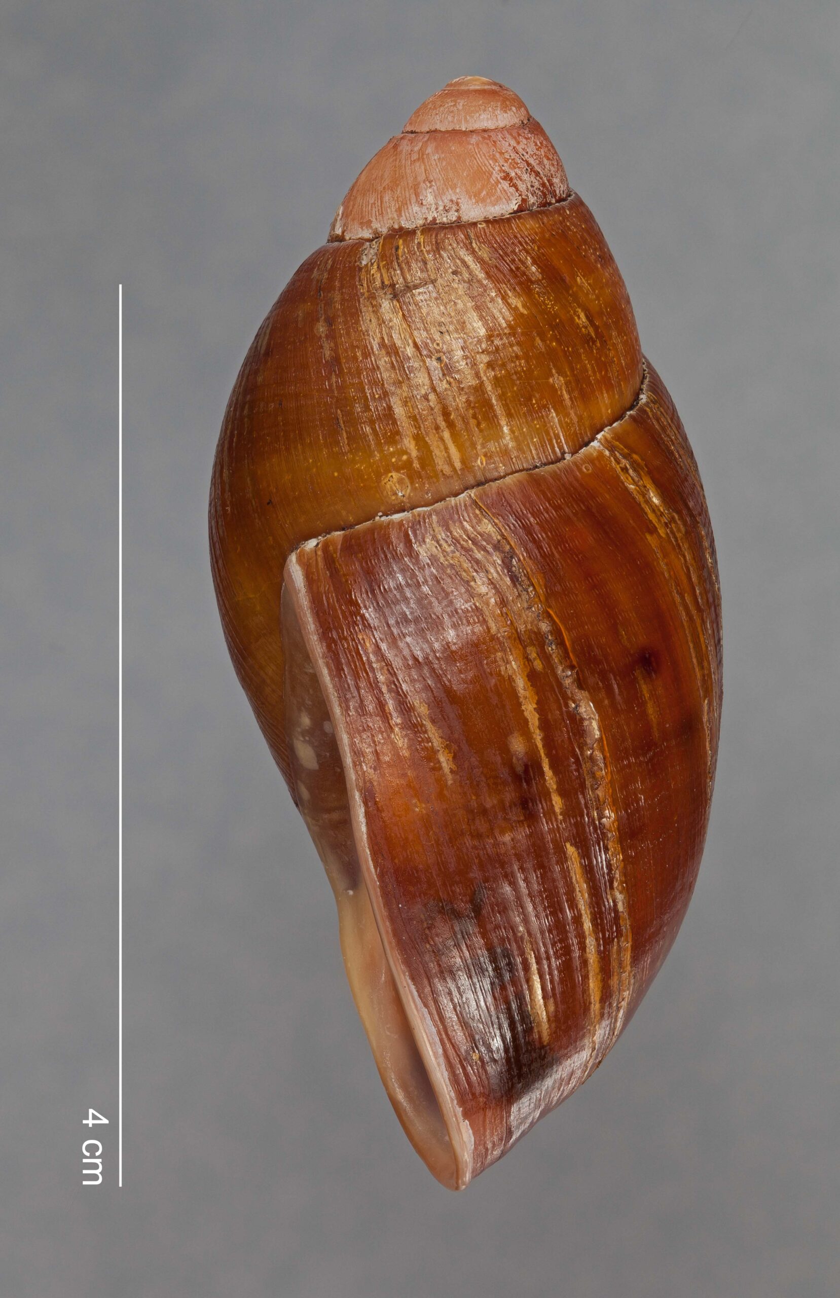 Plekocheilus mundiperditi F. Haas, 1955 FMNH HOLOTYPE