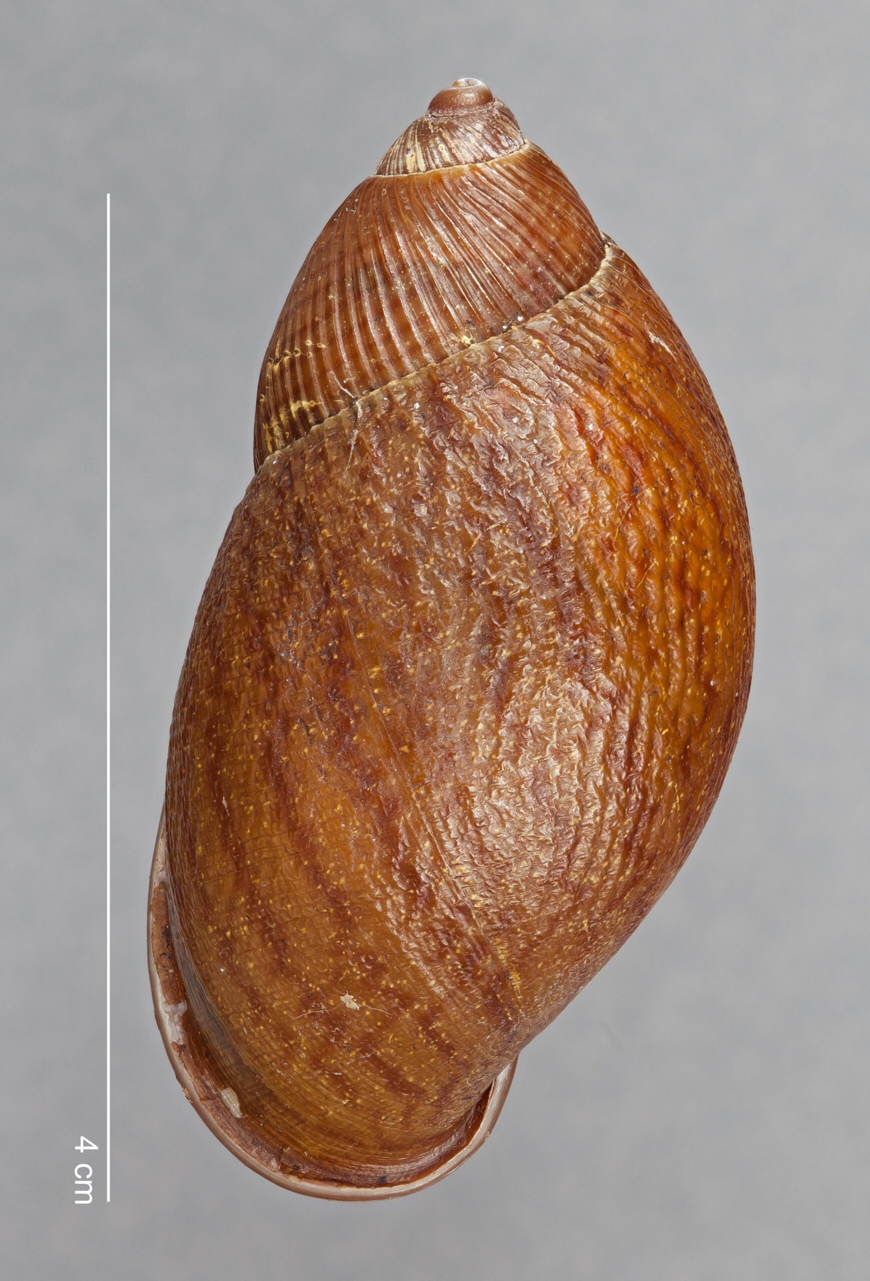 Plekocheilus alticolus (F. Haas, 1955)