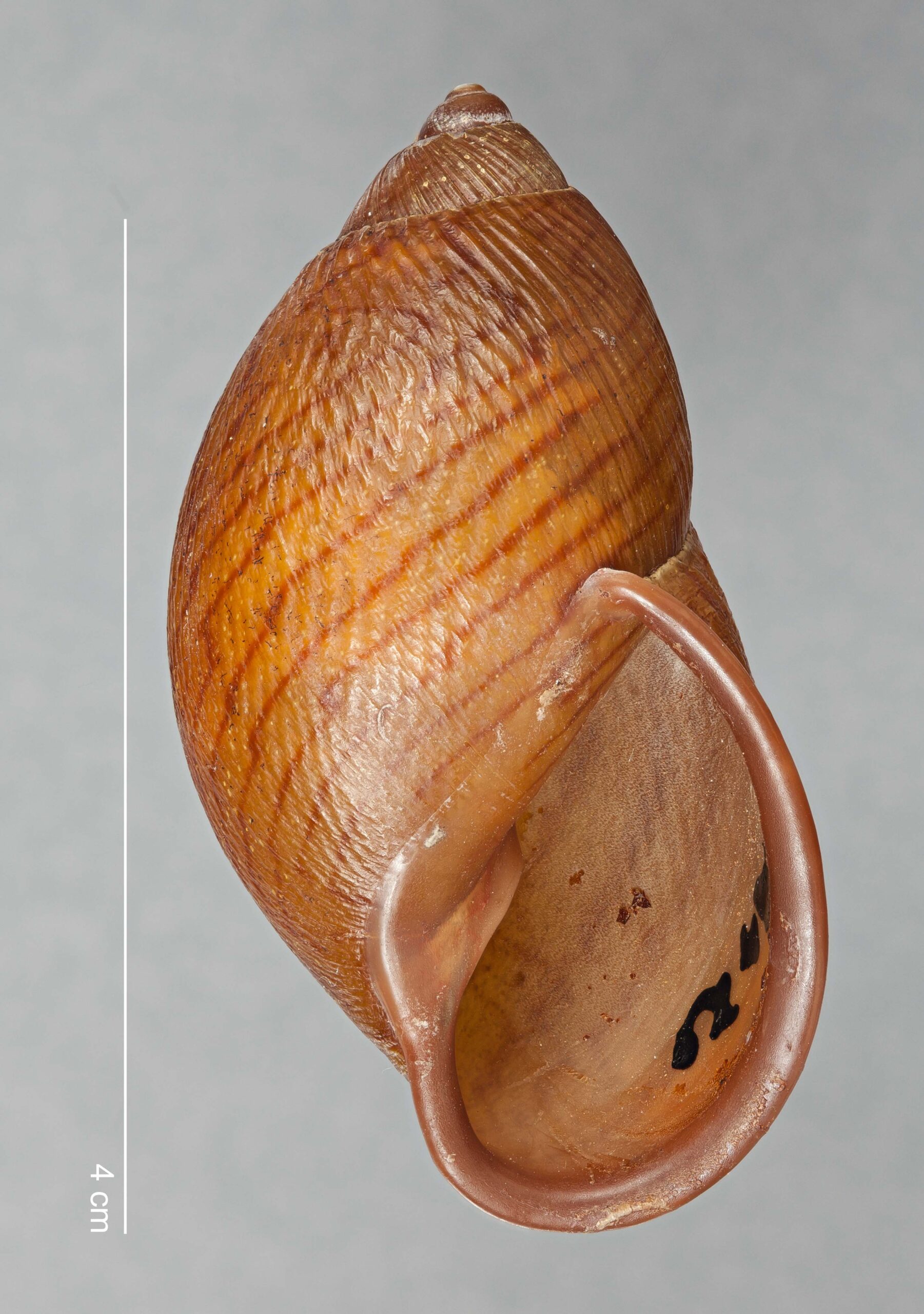 Plekocheilus alticolus (F. Haas, 1955)