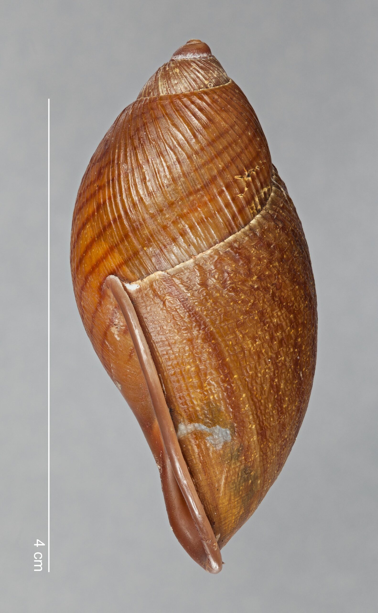 Plekocheilus alticolus (F. Haas, 1955)