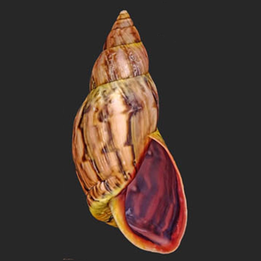 BULIMULIDAE - AMÉRICA