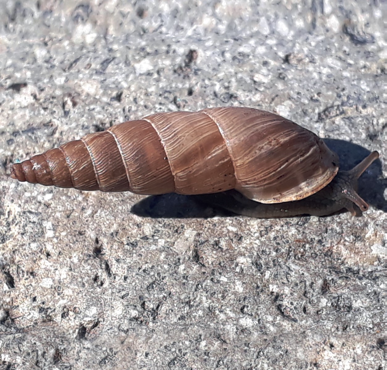 Clessinia achalana (Doering, 1877) Clessinia achalana (Doering, 1877)