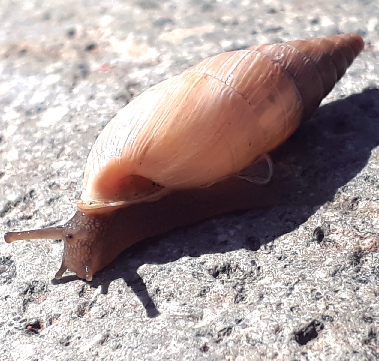 Clessinia albostriata (D. Fernández, 1971) Clessinia albostriata (D. Fernández, 1971)