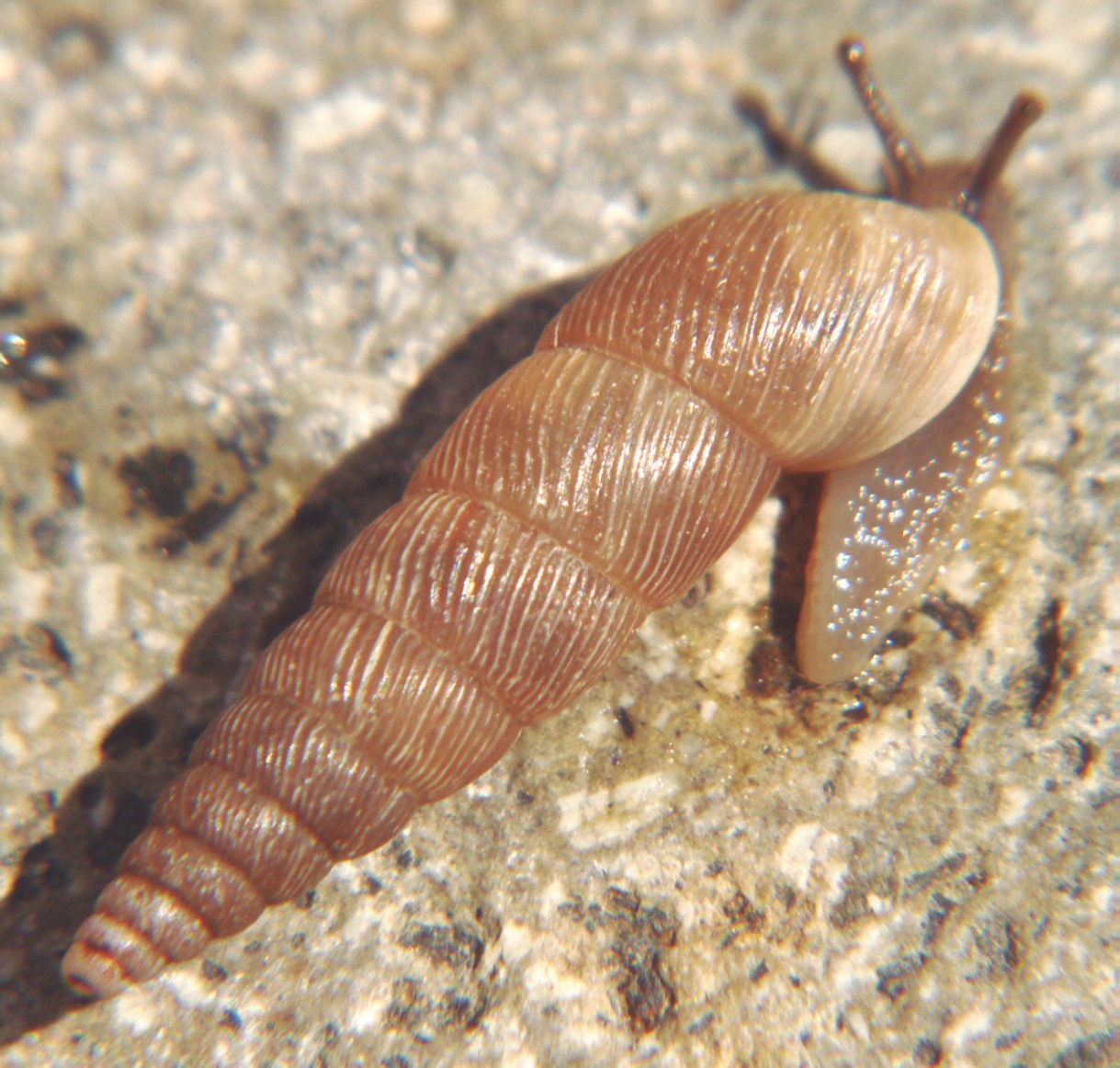 Clessinia cuezzoae (E. Salas, 2010) Clessinia cuezzoae (E. Salas, 2010)