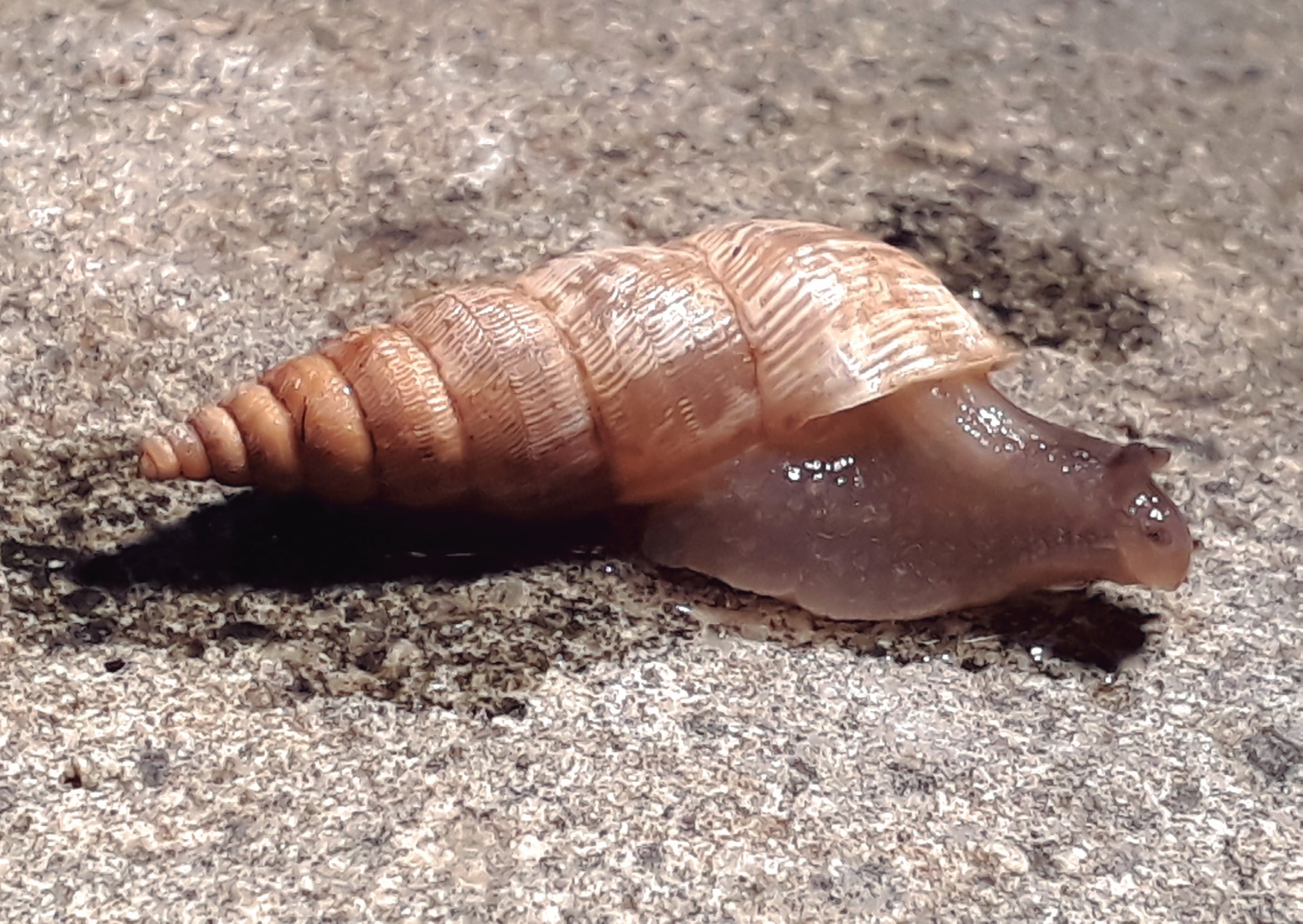 Clessinia martensii (Doering, 1875) Clessinia martensii (Doering, 1875)