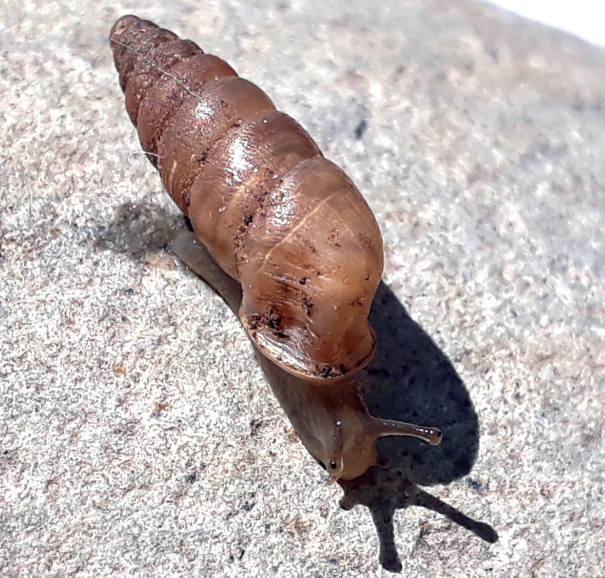 Clessinia olainensis (Doering, 1875) Clessinia olainensis (Doering, 1875)