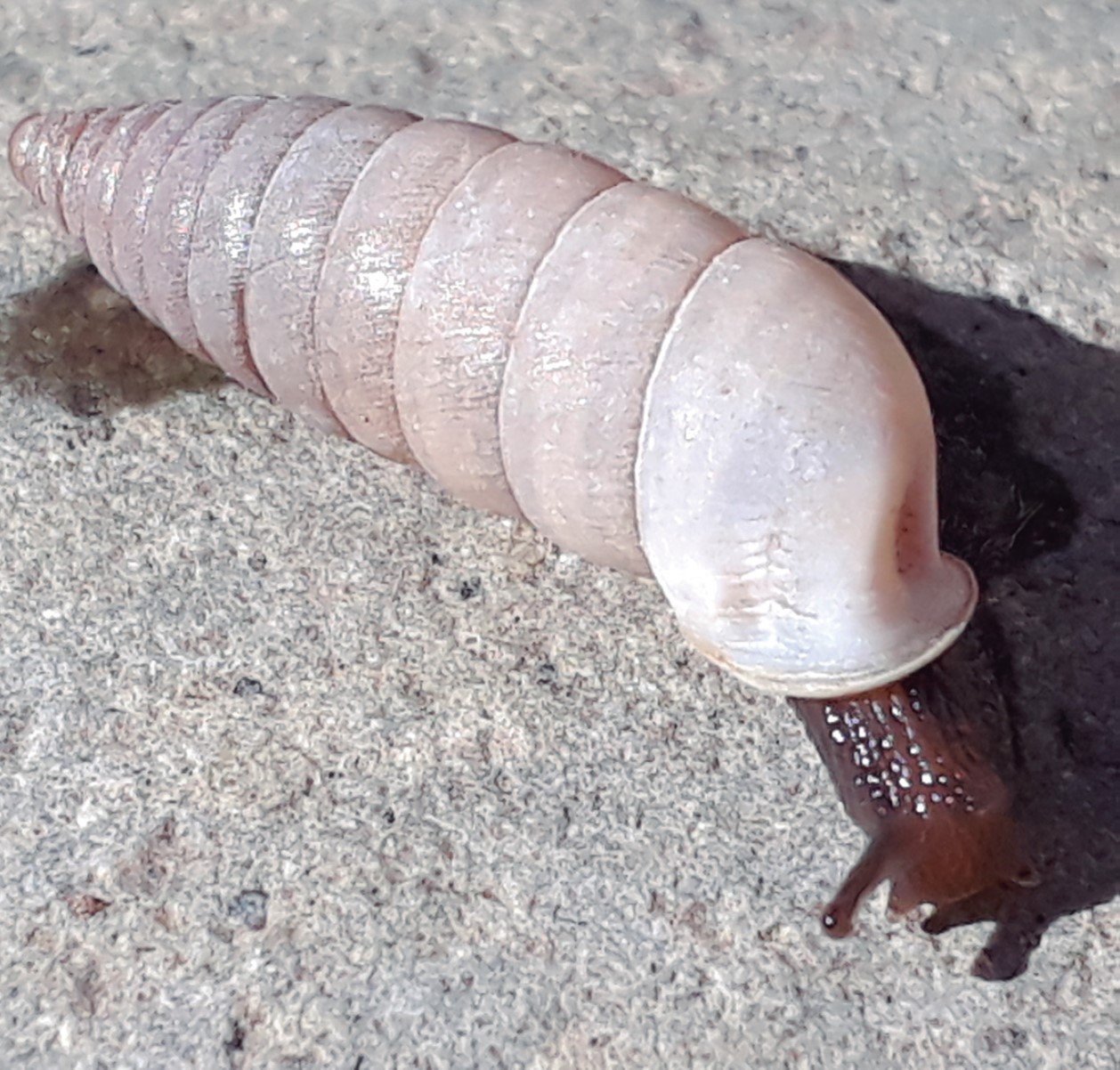 Clessinia pervarians (F. Haas, 1936) Clessinia pervarians (F. Haas, 1936)