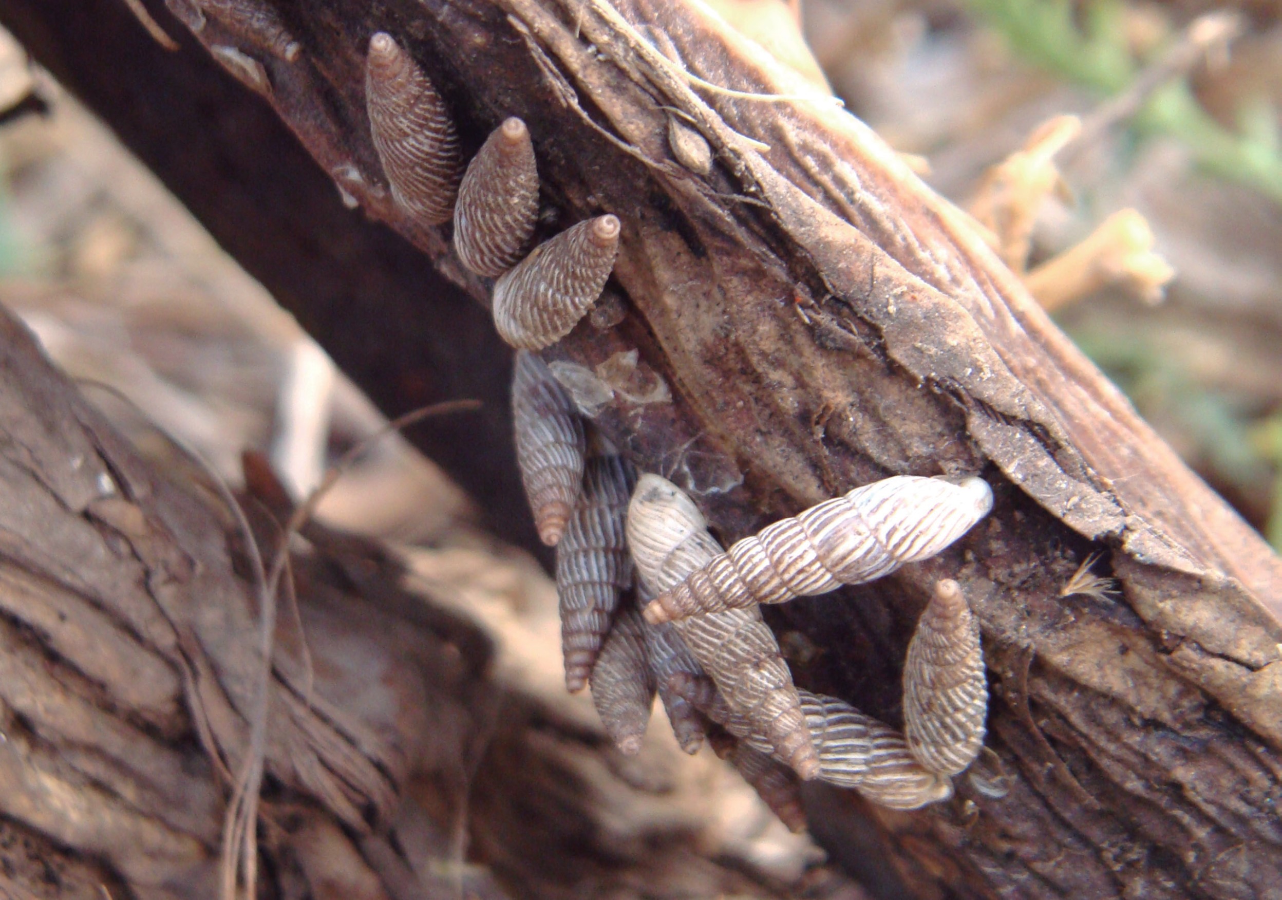 Clessinia philippii (Doering, 1875) Clessinia philippii (Doering, 1875)