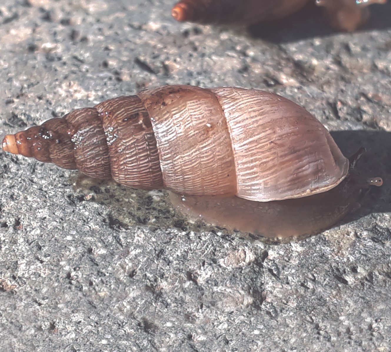 Clessinia pyrgula (Hylton Scott, 1952) Clessinia pyrgula (Hylton Scott, 1952)