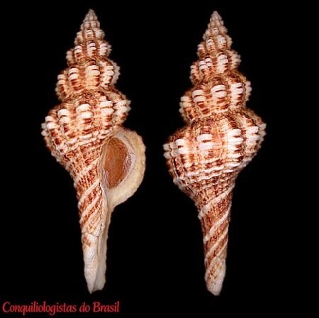 Goniofusus strigatus (R. A. Philippi, 1850)
