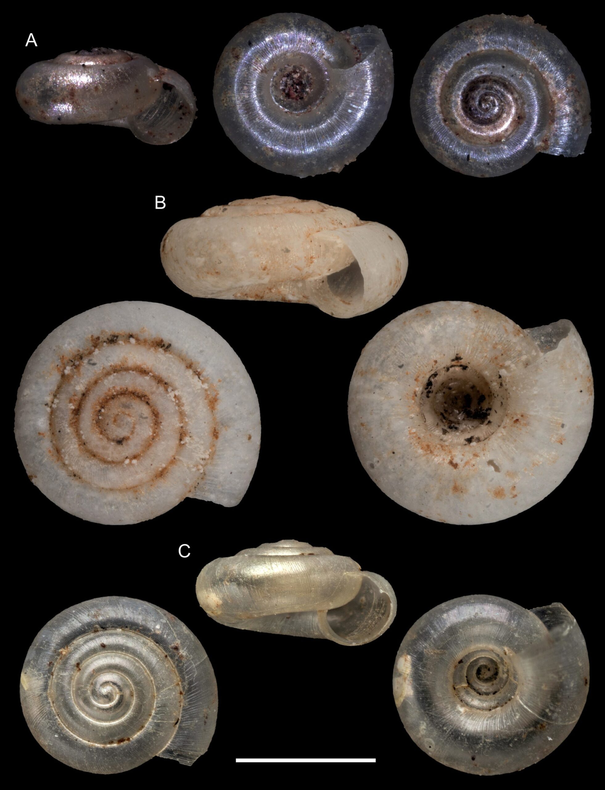 Miradiscops brasiliensis (Thiele, 1927) Miradiscops brasiliensis (Thiele, 1927)