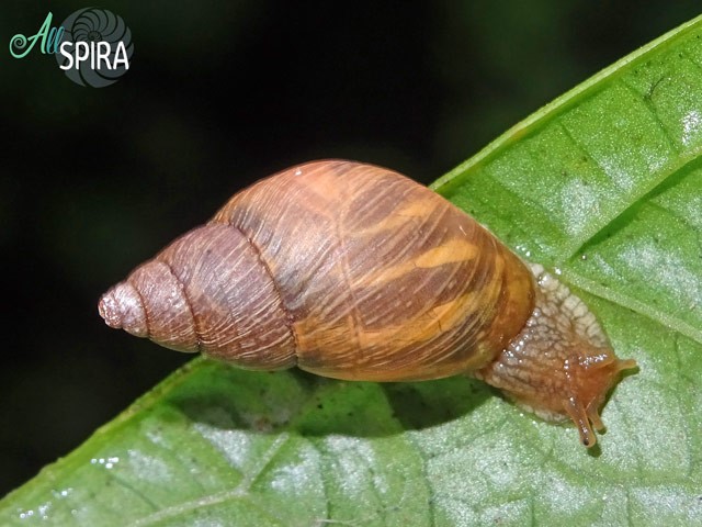 Stenostylus colmeiroi (Hidalgo, 1872) Stenostylus colmeiroi (Hidalgo, 1872)