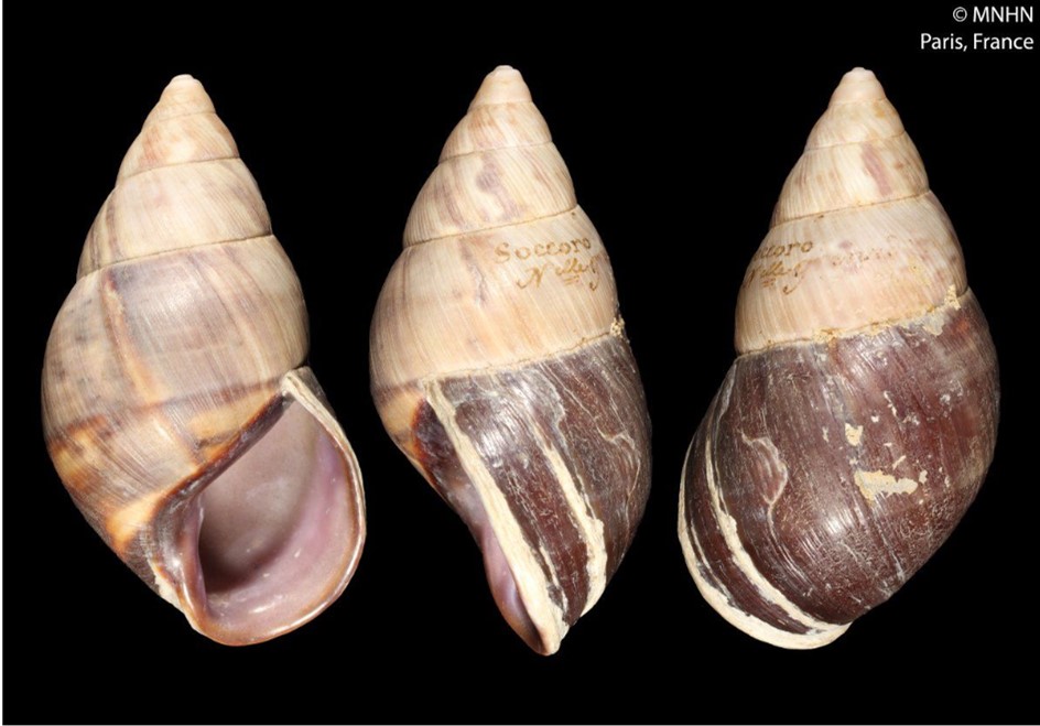 Sultana atramentaria (L. Pfeiffer, 1855) Sultana atramentaria (L. Pfeiffer, 1855)