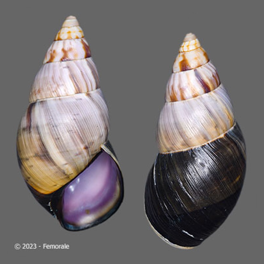 Sultana atramentaria (L. Pfeiffer, 1855)