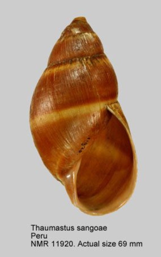 Thaumastus sangoae (Tschudi, 1852) Thaumastus sangoae (Tschudi, 1852)