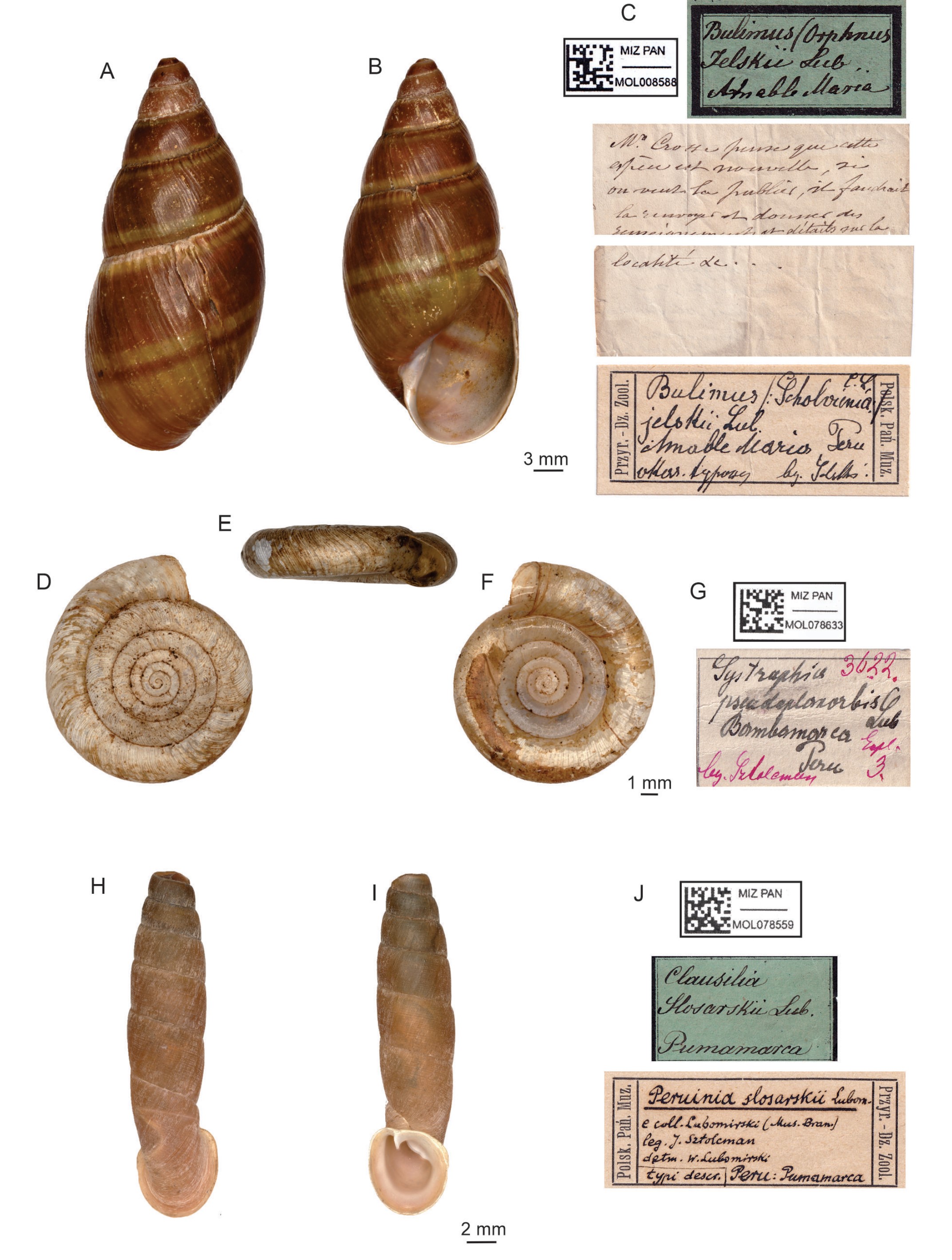 Systrophia pseudoplanorbis (Lubomirski, 1880) Systrophia pseudoplanorbis (Lubomirski, 1880)