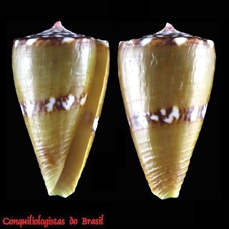 Conus uhlei (Petuch, Coltro & Berschauer, 2020)
