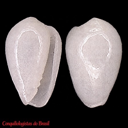 Gibberula lavalleeana (A. d'Orbigny, 1842)