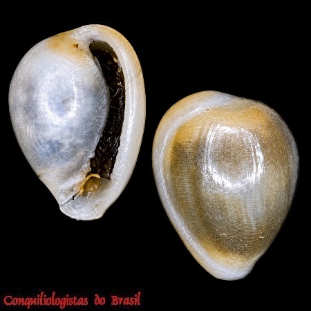 Granulina ovuliformis (A. d'Orbigny, 1842)