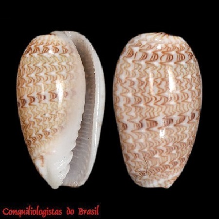 Gibberula moscatellii F. Boyer, 2004