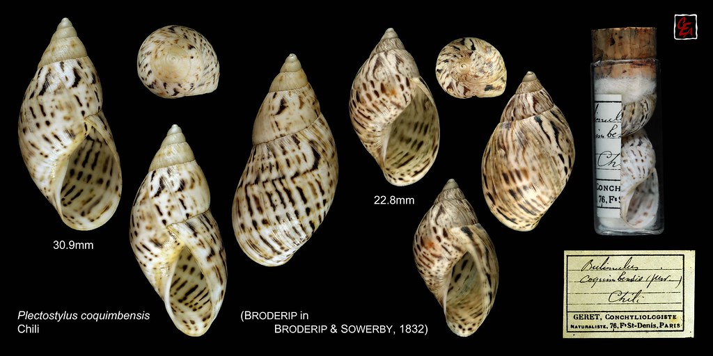 Plectostylus coquimbensis (Broderip, 1832) Plectostylus coquimbensis (Broderip, 1832)