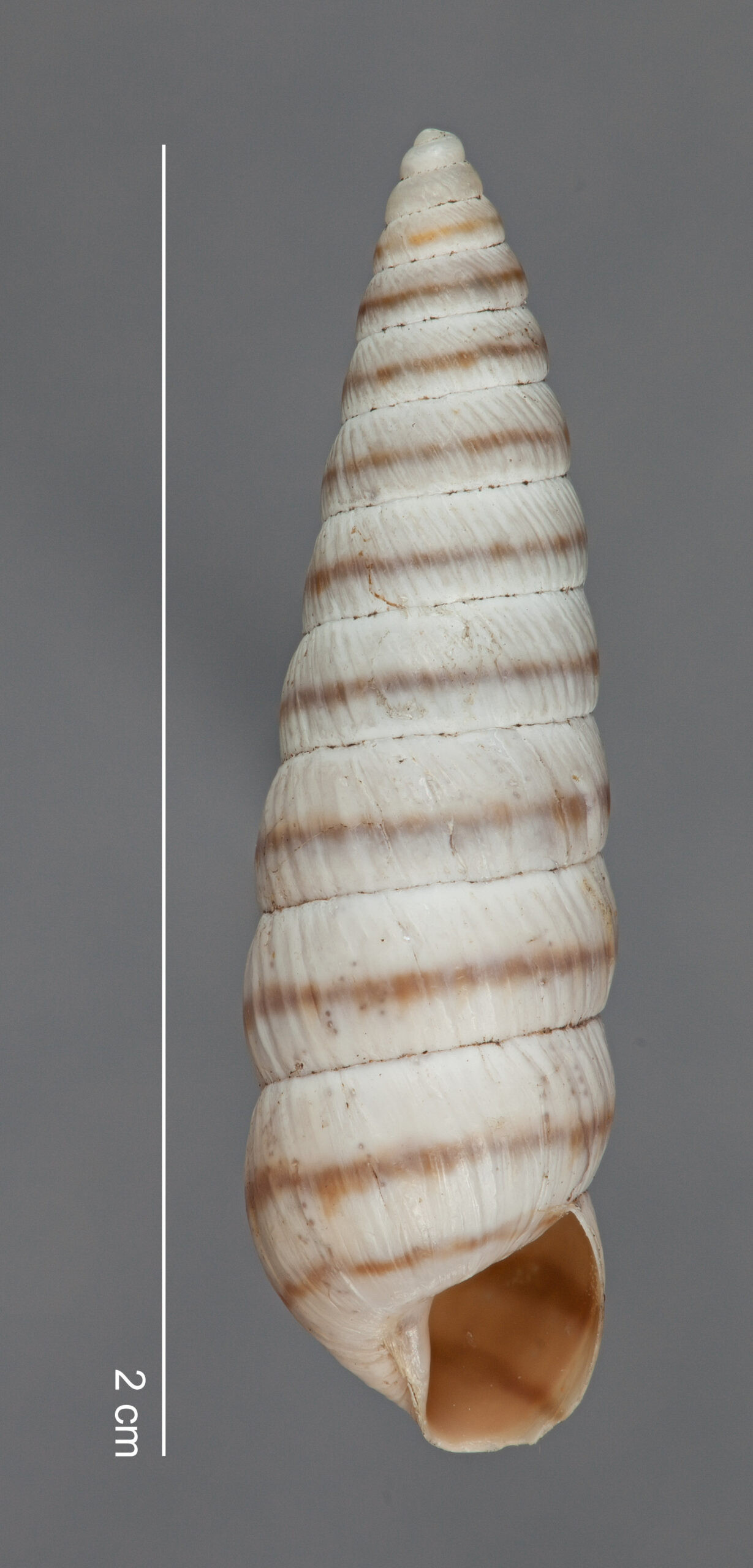 Bostryx pyrgidium (F. Haas, 1955) FMNH