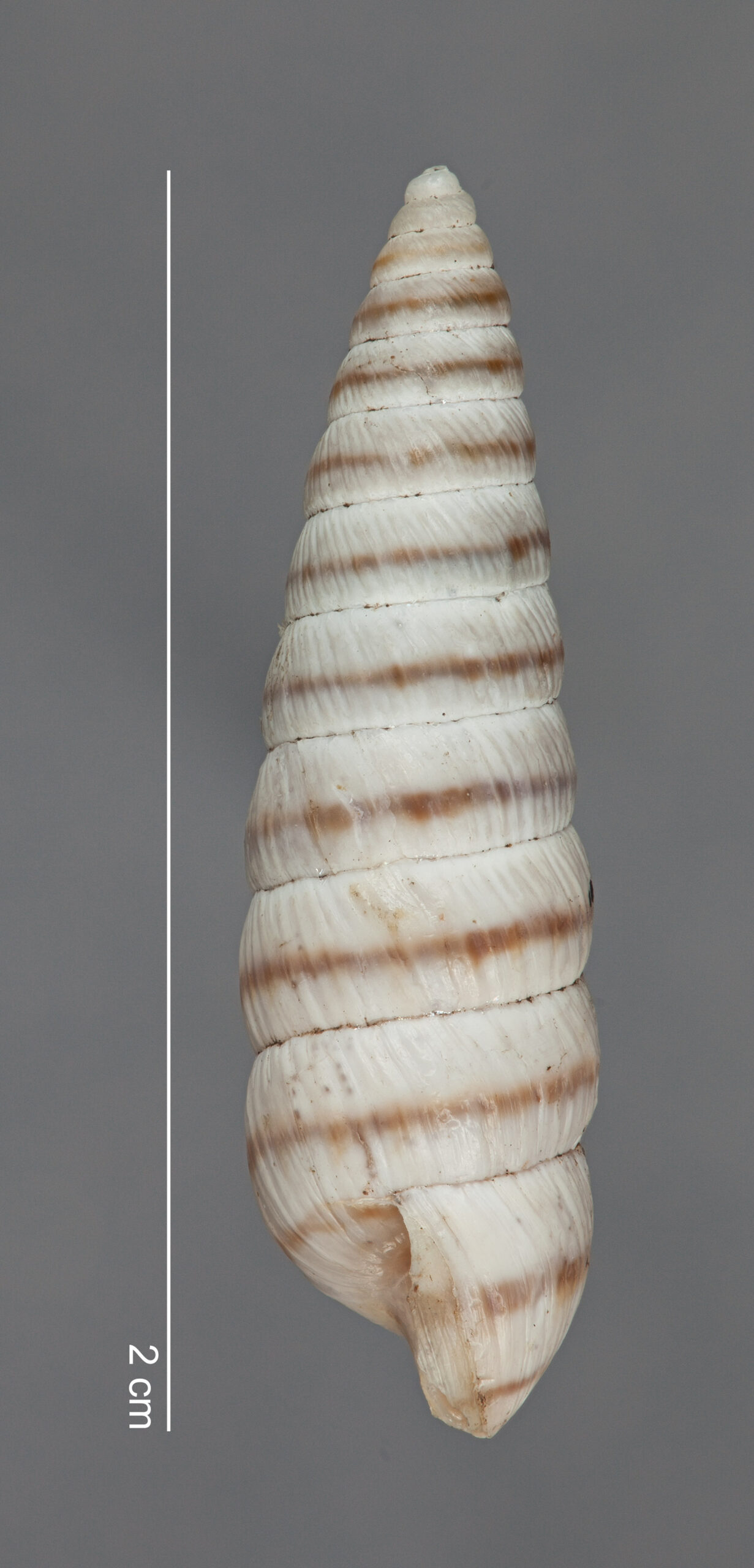 Bostryx pyrgidium (F. Haas, 1955) FMNH HOLOTYPE