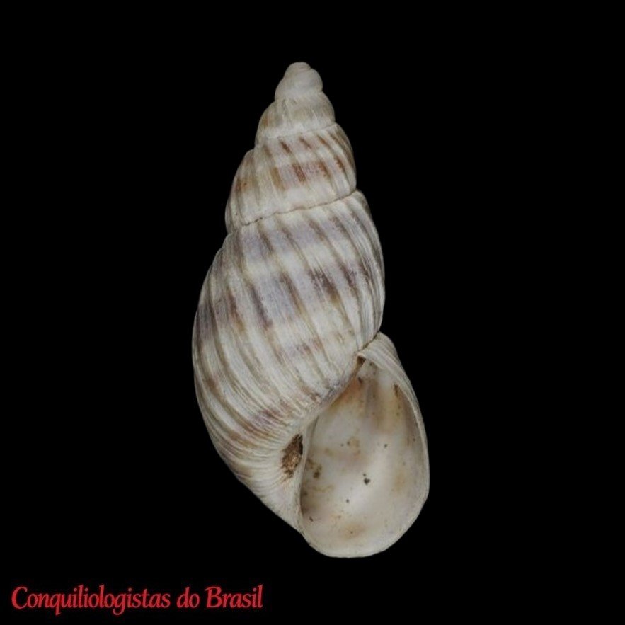 Bocourtia costifer (Pilsbry, 1932)
