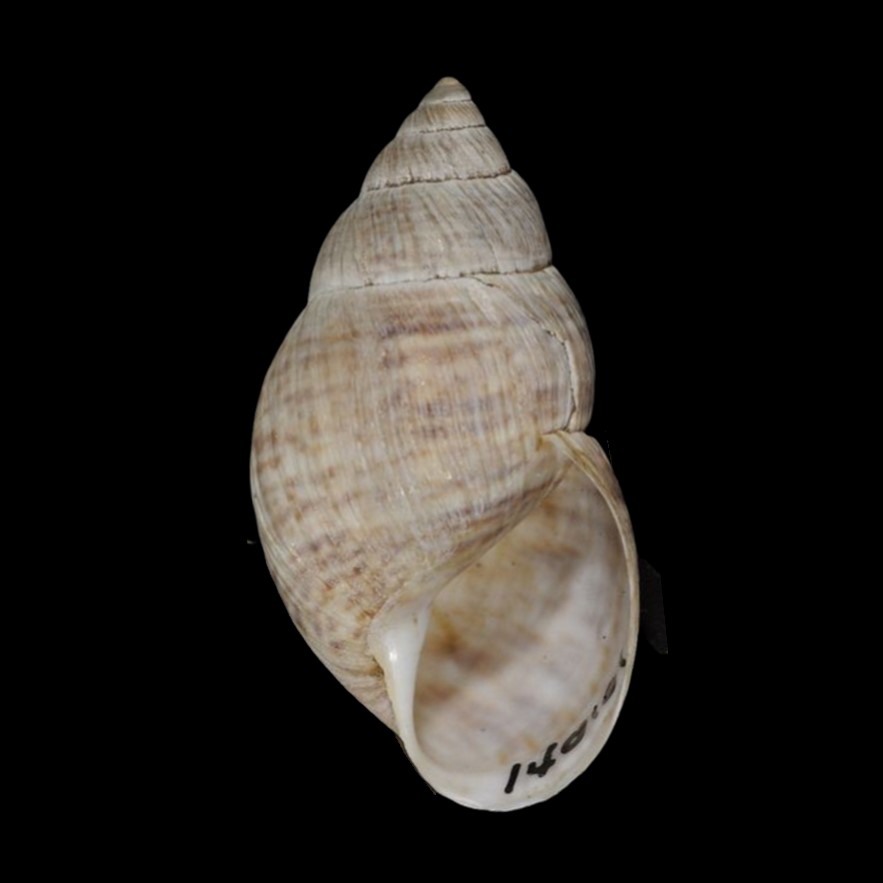 Bocourtia hendeensis (Pilsbry, 1926)