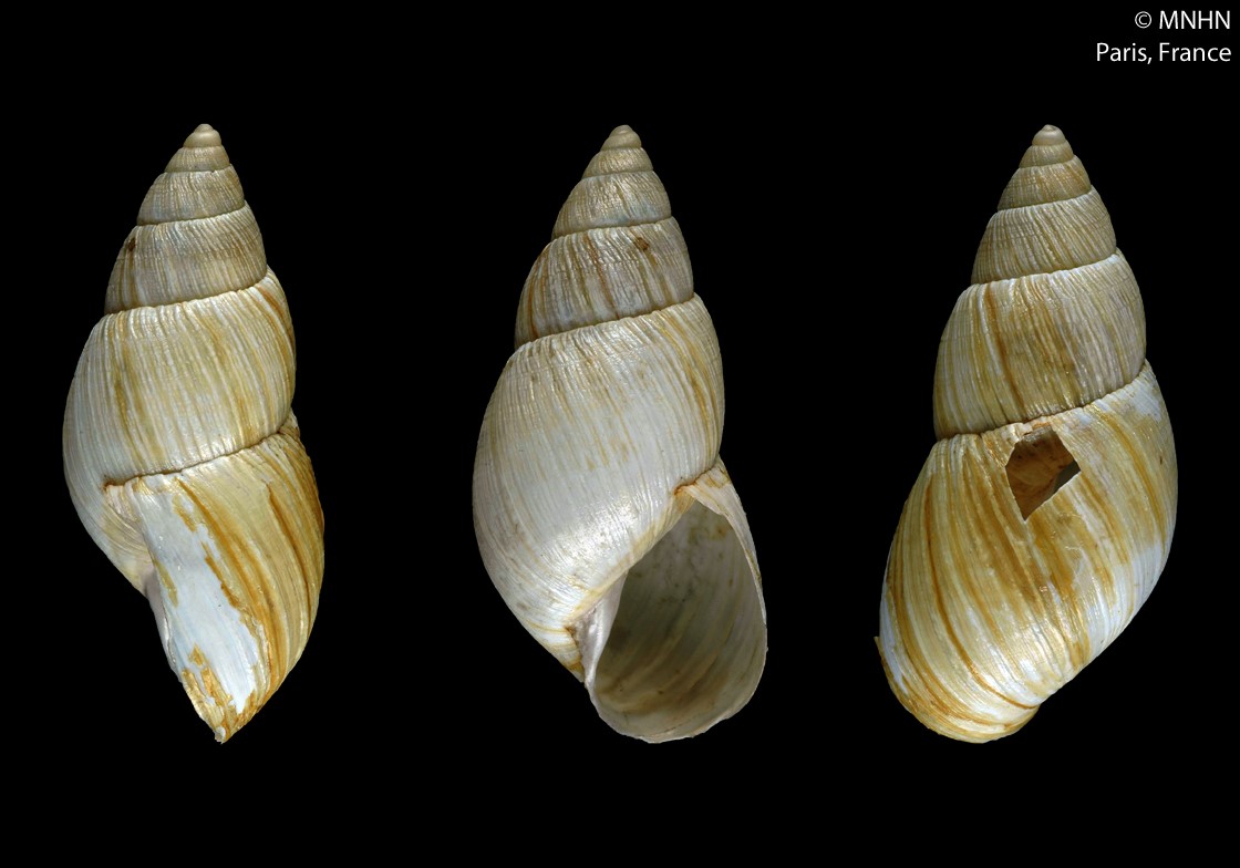 Bocourtia lithoica (A. d'Orbigny, 1835) Bocourtia lithoica (A. d'Orbigny, 1835)