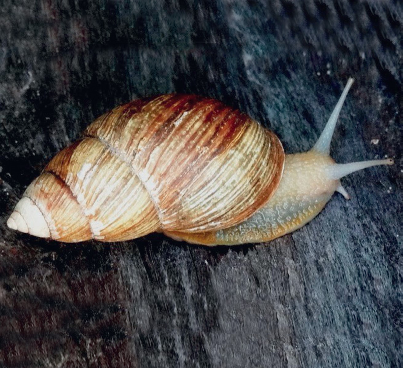 Bocourtia tupacii (A. d'Orbigny, 1835) Bocourtia tupacii (A. d'Orbigny, 1835)