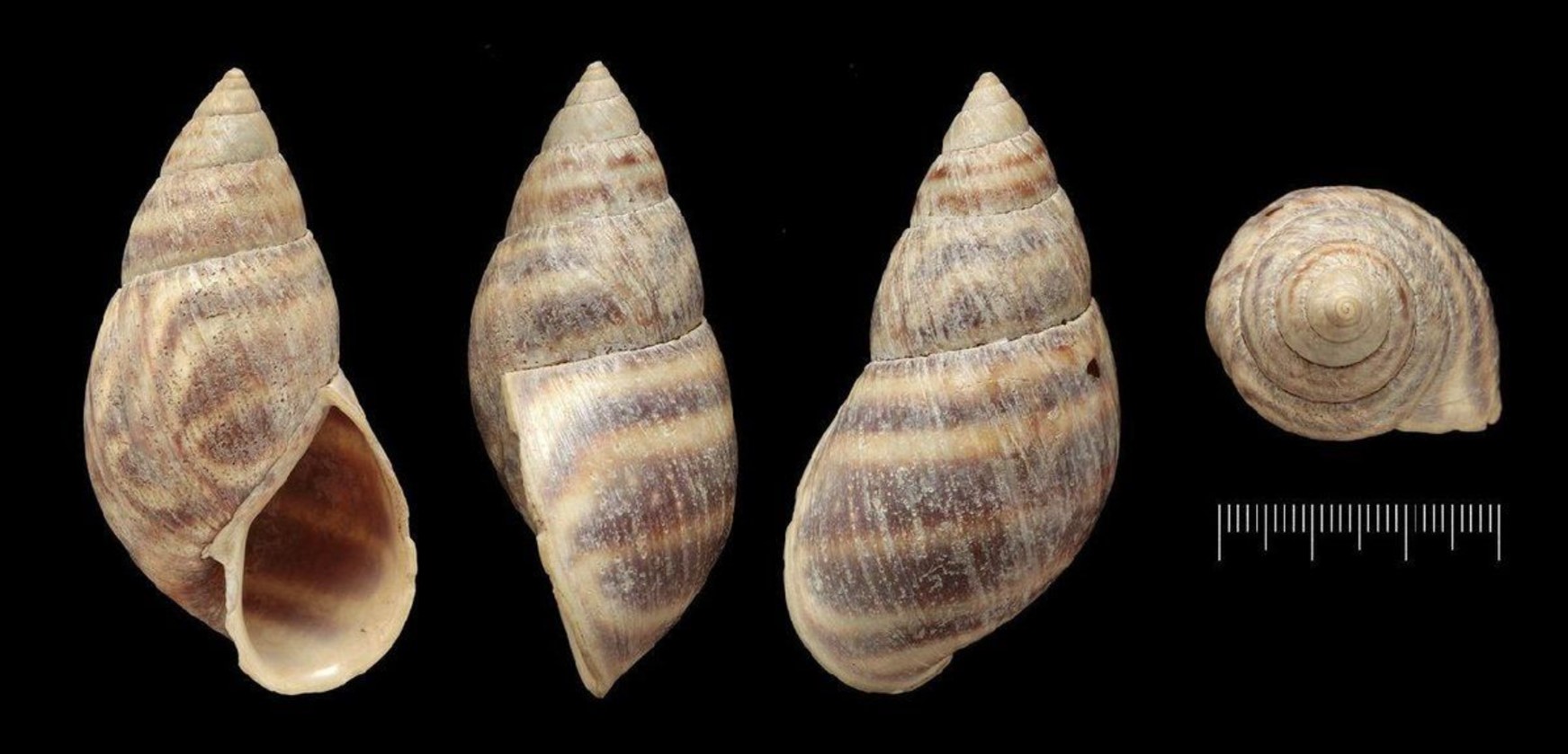 Bocourtia tupacii (A. d'Orbigny, 1835) NHMUK Bocourtia tupacii (A. d'Orbigny, 1835) NHMUK