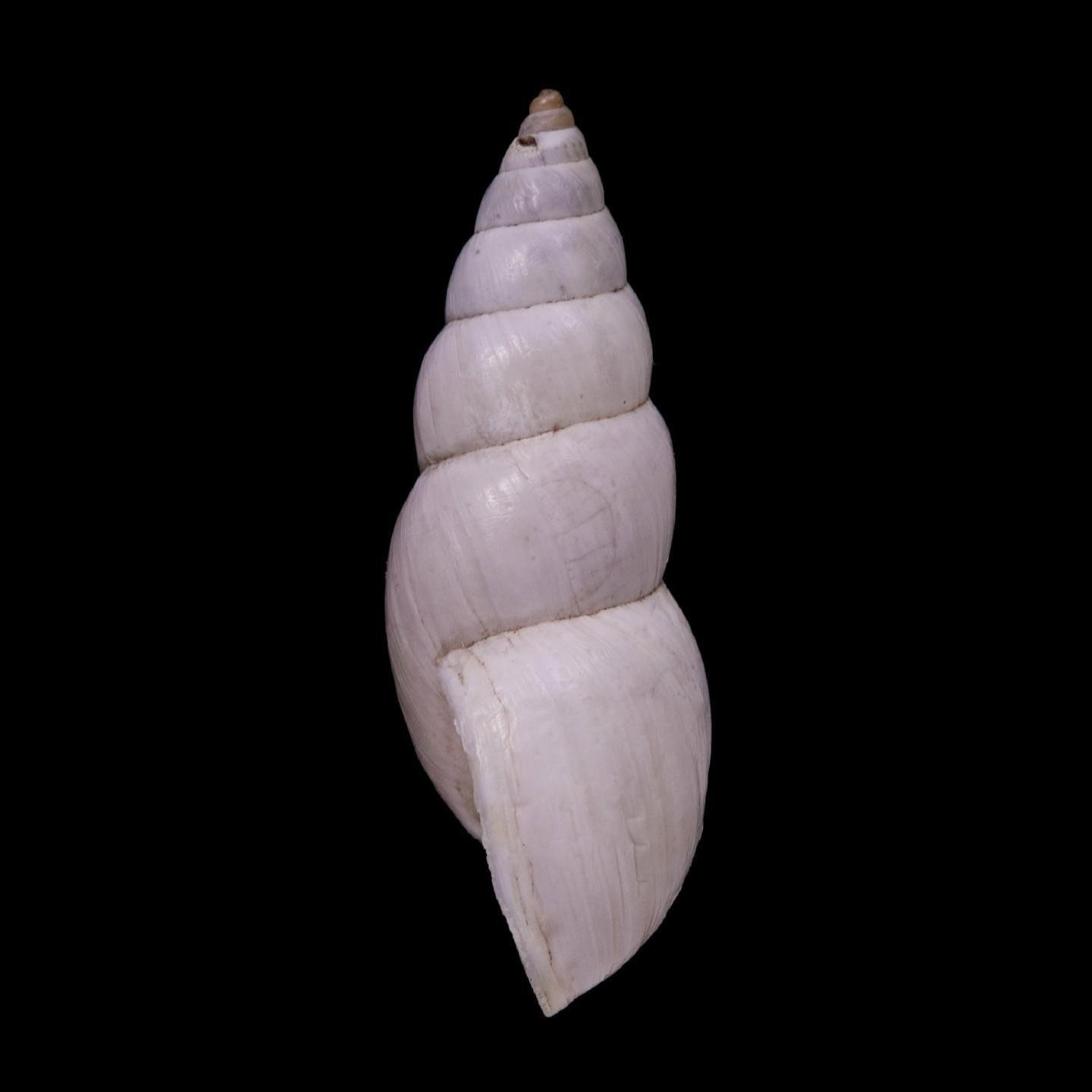 <i>Bostryx albicolor </i>(Morelet, 1860)