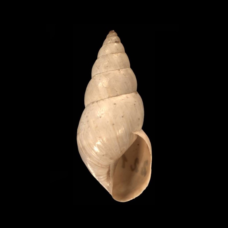 concha shell Bostryx albicolor (Morelet, 1860)
