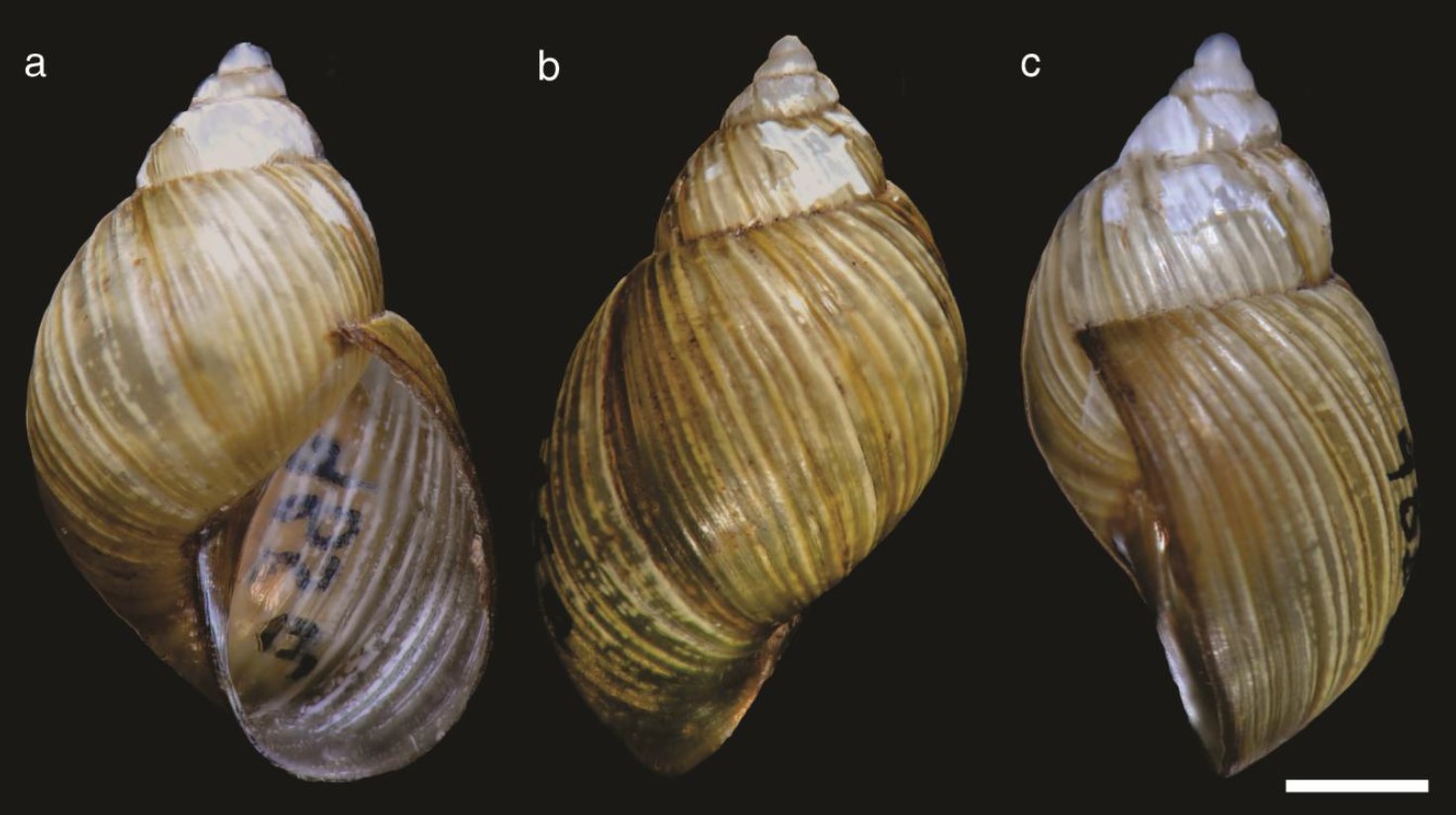 Bostryx birabenorum Weyrauch, 1965 Bostryx birabenorum Weyrauch, 1965