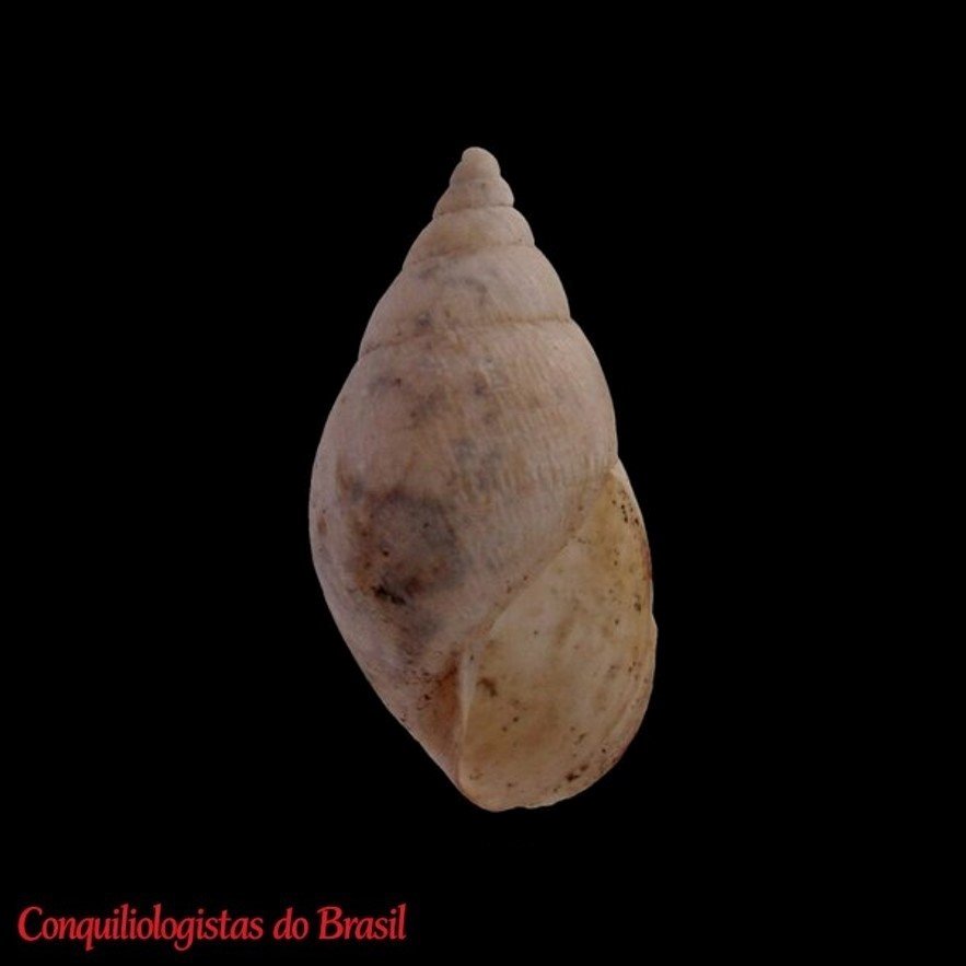 Bostryx breurei Araya, 2015 HOLOTYPE MPCCL 13102015A