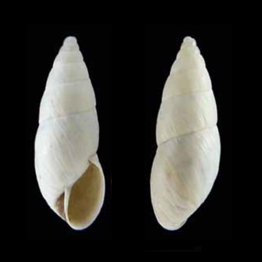 Bostryx chusgonensis sipas Breure & Mogollón, 2o10 Bostryx chusgonensis sipas Breure & Mogollón, 2o10