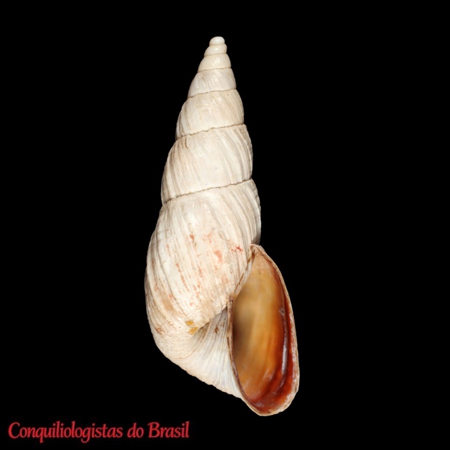Bostryx huayaboensis (Dautzenberg, 1902)