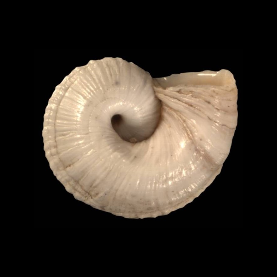 <i>Bostryx metagyra </i>Pilsbry & Olsson, 1949