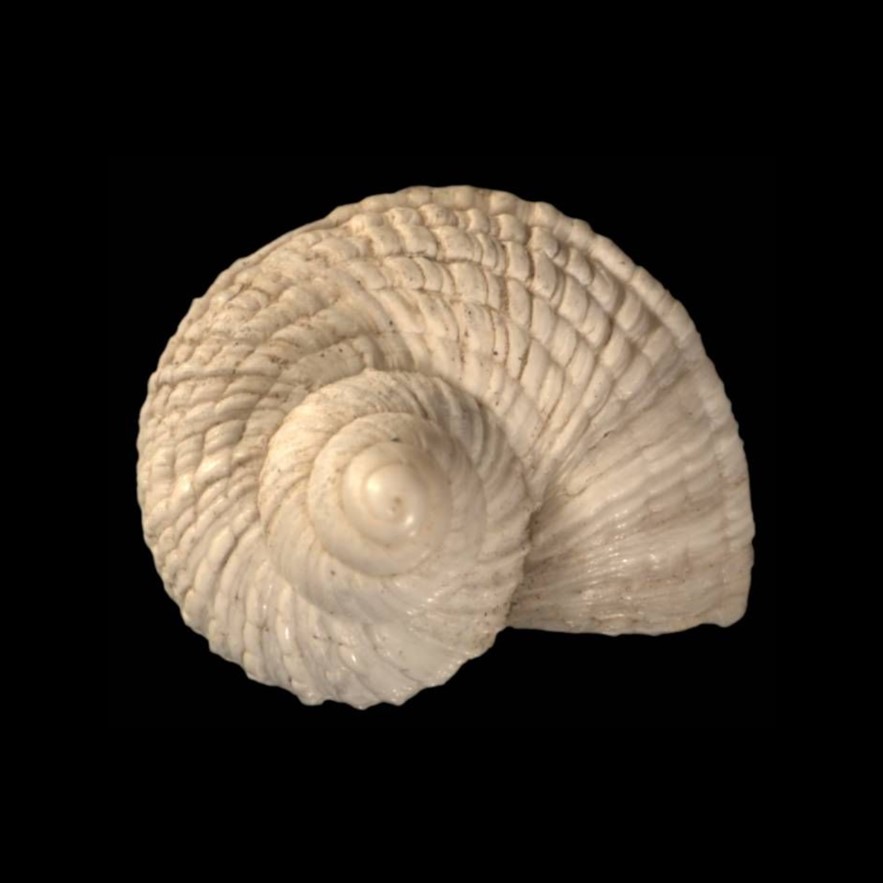 <i>Bostryx metagyra </i>Pilsbry & Olsson, 1949