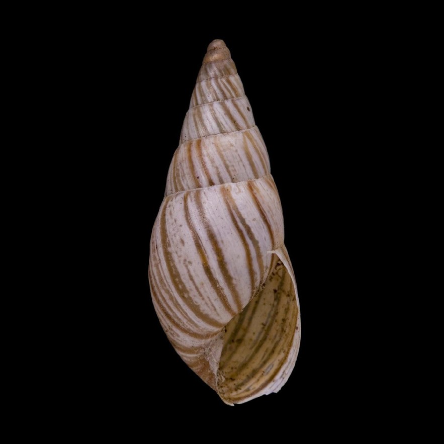 Bostryx mordani Breure, 1978