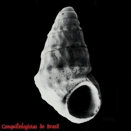 Caelatura barcellosi
