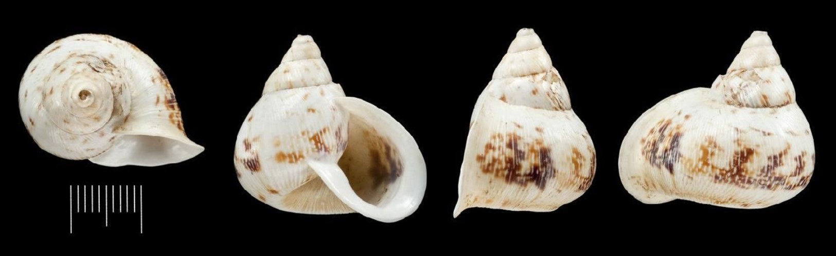 Drymaeus bartletti (H. Adams, 1867) Drymaeus bartletti (H. Adams, 1867)