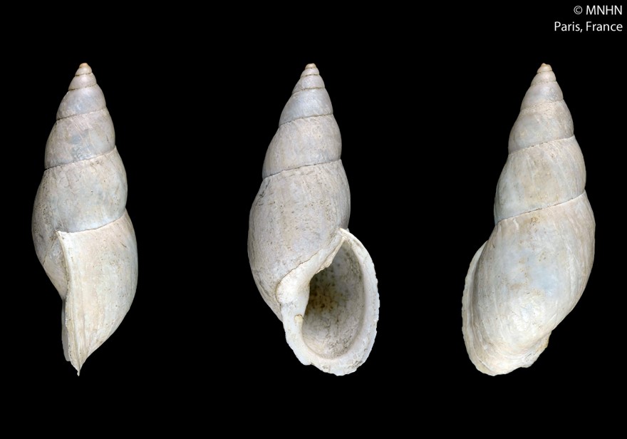 Drymaeus xanthostoma A. d'Orbigny, 1835 Drymaeus xanthostoma A. d'Orbigny, 1835