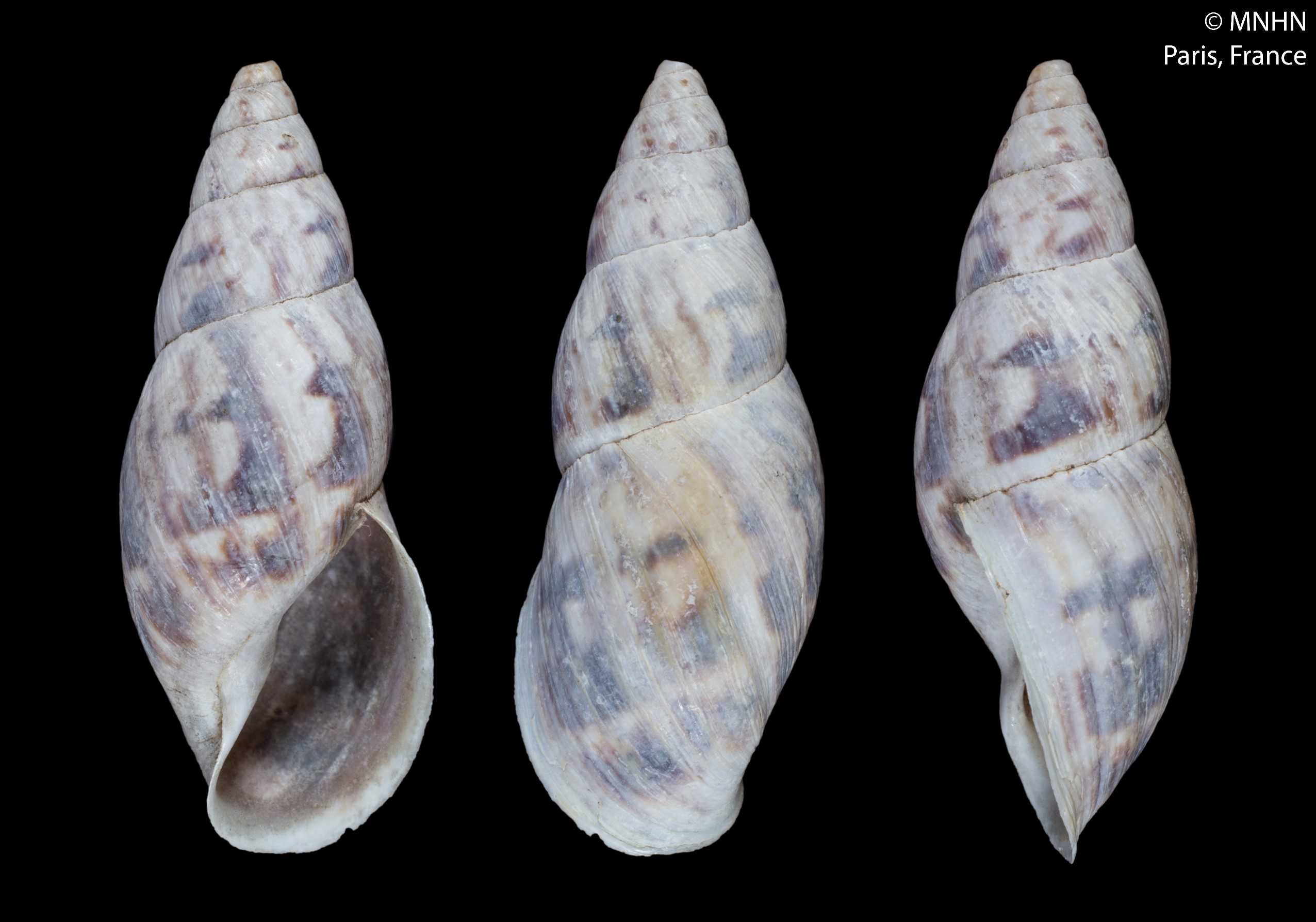 Drymaeus zoographicus (A. d'Orbigny, 1835) Drymaeus zoographicus (A. d'Orbigny, 1835)
